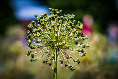 Close-up of flowers against blurred background