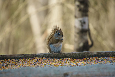 Close-up of squirrel