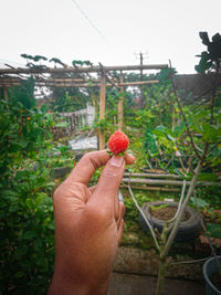 Cropped image of hand holding fruit