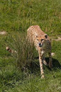 Cheetah walking on grassy field