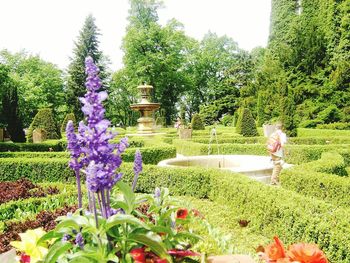 Purple flowering plants in garden