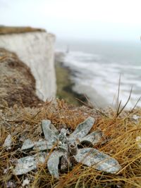 Close-up of driftwood on beach