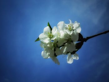 Close-up of white cherry blossoms against blue sky