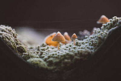 Close-up of mushrooms growing on wood