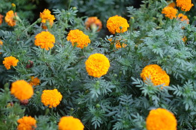 Close-up of yellow flowers