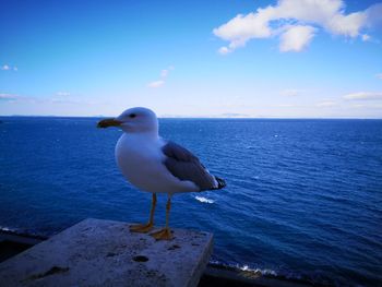 Seagull perching on a sea