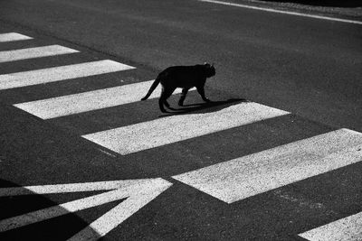 High angle view of zebra crossing