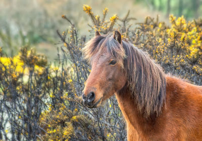 Close-up of horse against plants