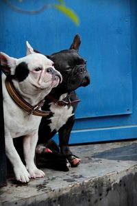 French bulldogs sitting against blue door