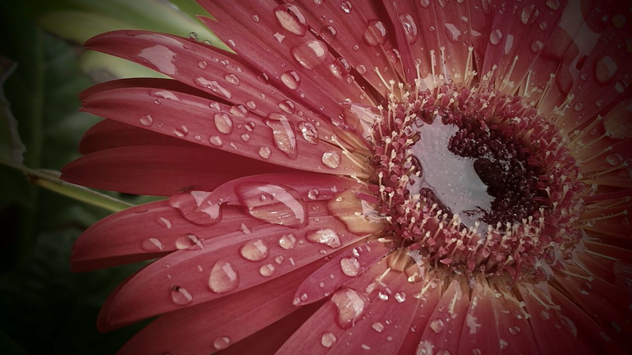 wet, drop, water, flower, petal, fragility, freshness, flower head, close-up, dew, rain, raindrop, season, beauty in nature, droplet, weather, purity, water drop, in bloom, nature, daisy, growth, springtime, pink color, selective focus, blossom, single flower, macro, vibrant color, extreme close-up, botany, softness, pink, plant, extreme close up, waterdrop, hibiscus, day