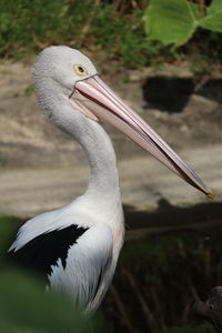 A large long-beaked bird was waiting for its lunch

