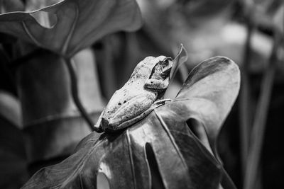 Close-up of butterfly on man