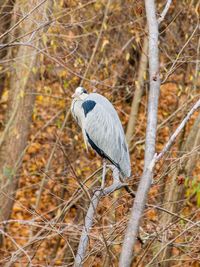 Bird perching on a tree