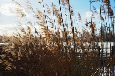 Plants growing on field