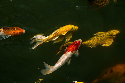 High angle view of koi fish in lake