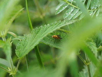 Close-up of insect on plant