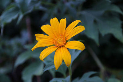 Close-up of yellow flower