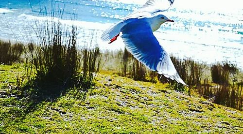 Bird flying in grass