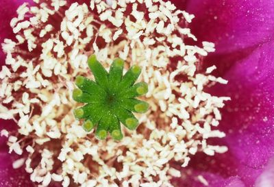 Full frame shot of flowers