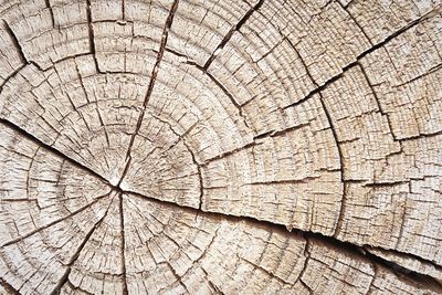 Full frame shot of tree stump