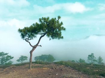 Trees on landscape against sky