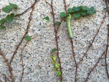 Close-up of ivy growing on plant