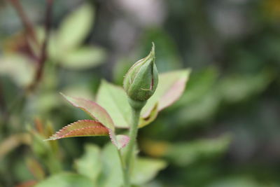 Close-up of plant leaves