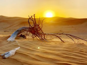 Close-up of dead plant on land against sunset sky