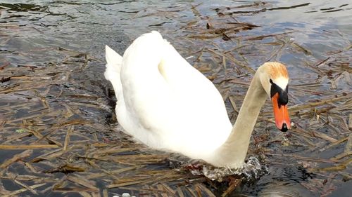 Swan floating on water