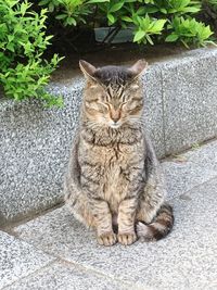 Portrait of cat sitting outdoors