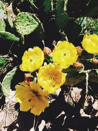 Close-up of yellow flowers