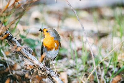 Close-up of bird perching on branch