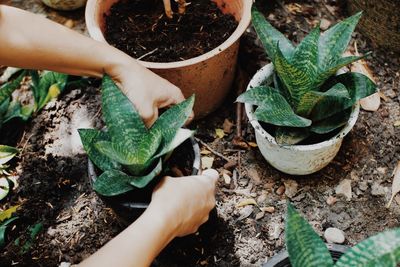 High angle view of person hand holding potted plant