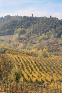 Scenic view of vineyard against sky