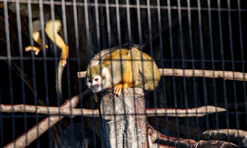 Close-up of cat in cage