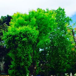 Low angle view of trees