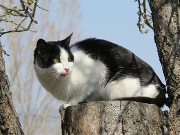 Cat lying on tree trunk