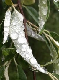 Close-up of wet plant on snow