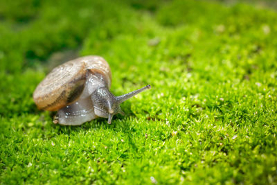 Close-up of snail on grass