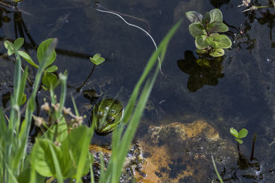 High angle view of plants floating on lake