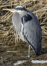 Close-up of bird