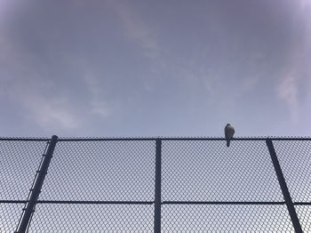 Low angle view of bird perching against sky