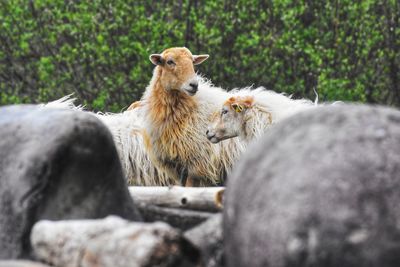 animal themes