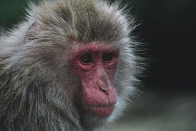 Close-up portrait of a monkey