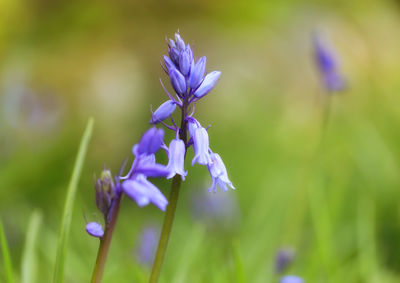 Close-up of purple flowering plant