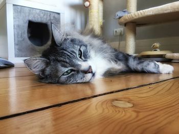 Close-up portrait of cat relaxing at home