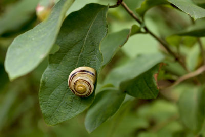 Close-up of snail on leaf