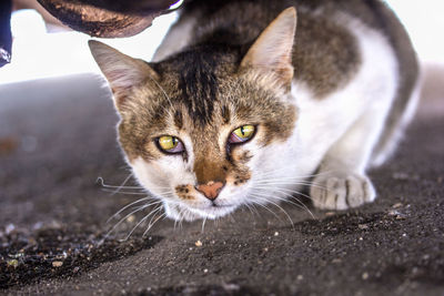 Close-up of cat