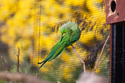 Close-up of bird perching in cage