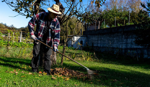 Man with a rake picking up leaves that fall from a tree